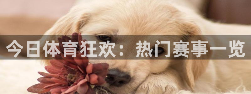 今日体育狂欢：热门赛事一览